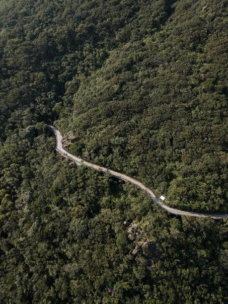 树木之间的道路图片下载