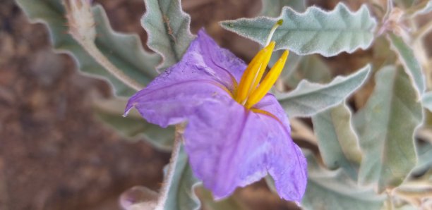 公路、桥梁、格陵兰岛、巴基斯坦旅游照片图片下载