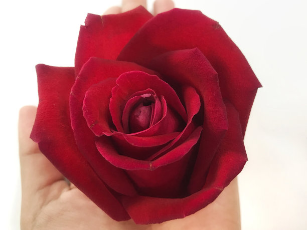 在曼谷。图片下载