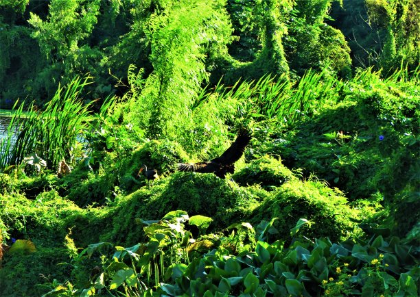 公园里的Limpkin (Aramus Guarauna)。图片下载