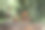 树桩上一群有趣的栗子动物，绿色的背景，传统的秋季手工，欧洲狍子与家人图片下载