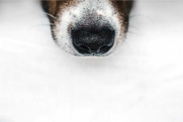 床上的狗。图片下载