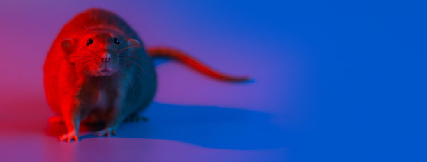 这一年的象征是用蓝色和红色的霓虹灯照亮老鼠图片下载