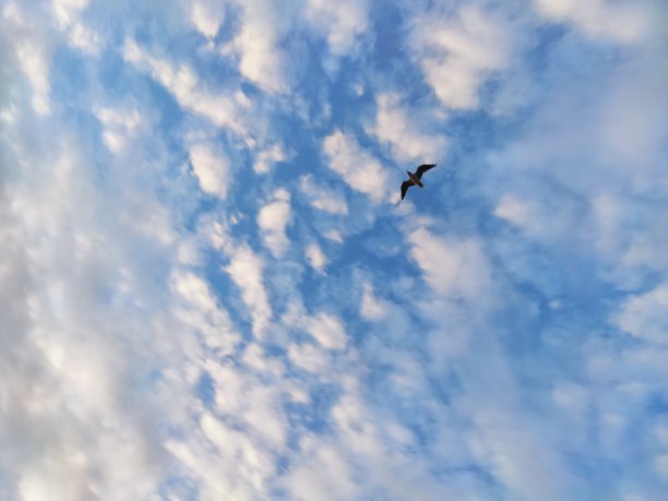一只海鸥在多云的天空中飞翔图片下载