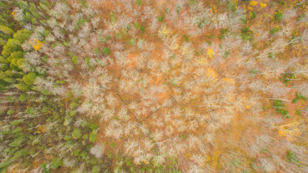 空中:长满森林的山坡，点缀着绿色云杉和光秃秃的树冠图片下载