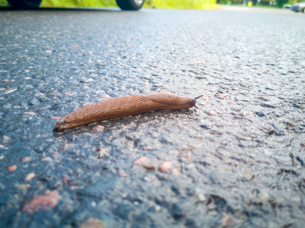 蜗牛和沥青图片下载