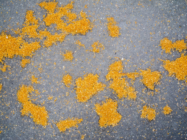 沥青上的湿菩提花图片下载