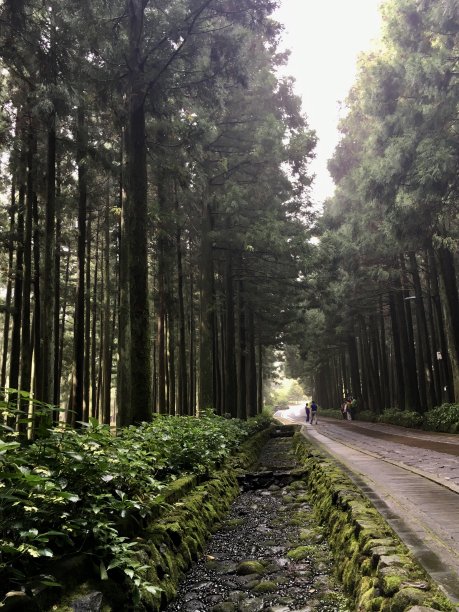 美丽的森林济州岛在韩国图片下载