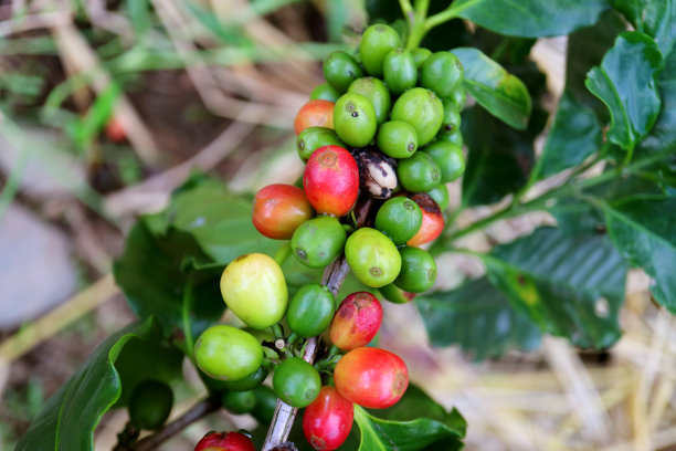 树枝上一束正在成熟的咖啡樱桃图片下载