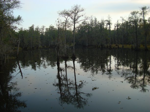 沼泽的土地图片下载