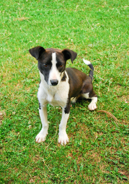 狗杰克罗素梗。图片下载