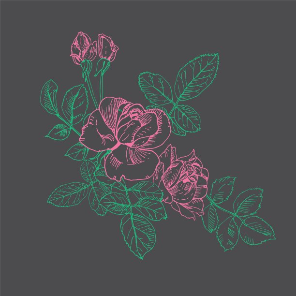 一株带花的玫瑰。手绘玫瑰矢量，粉笔在黑板上。芽,叶,茎图片下载