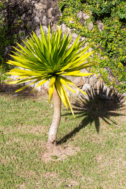 花园丝兰植物(龙舌兰科)图片下载