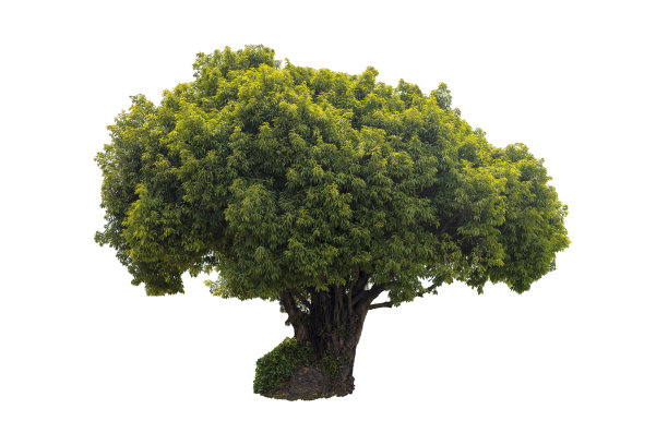 树孤立的白色背景。图片下载