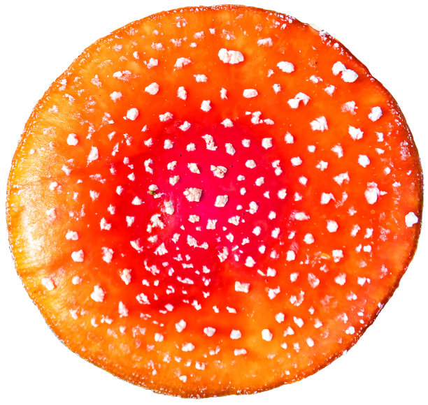 近距离观察红帽的野生毒鹅毒蘑菇孤立在白色的背景图片下载