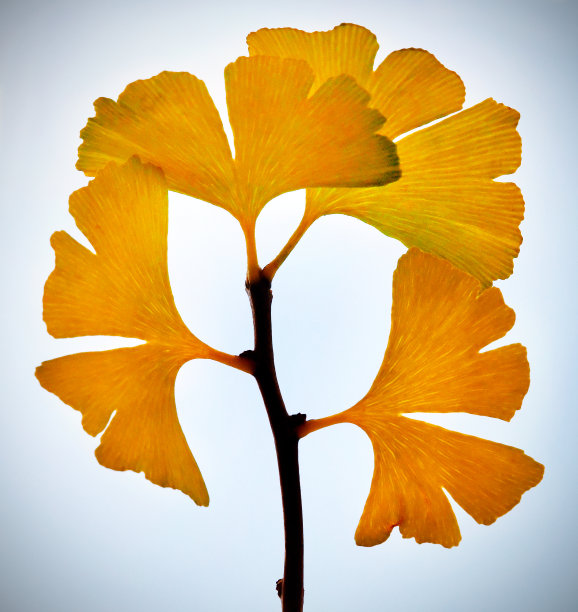 银杏的叶子图片下载