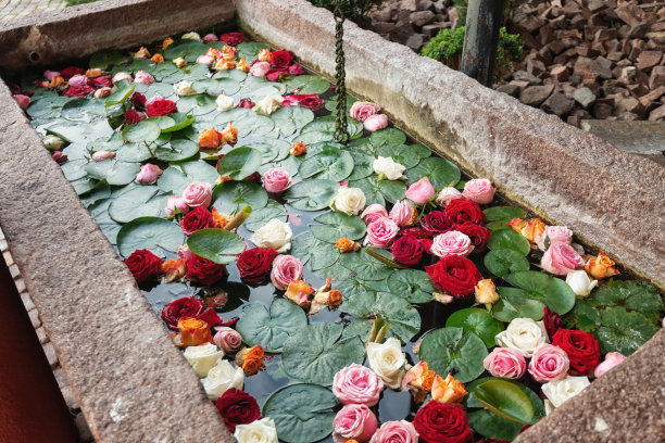 喷泉里满是睡莲和玫瑰图片下载