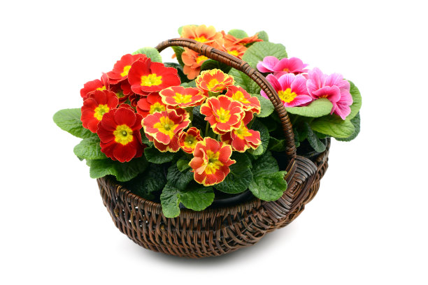 在白色孤立的背景上有四朵报春花的篮子。图片下载