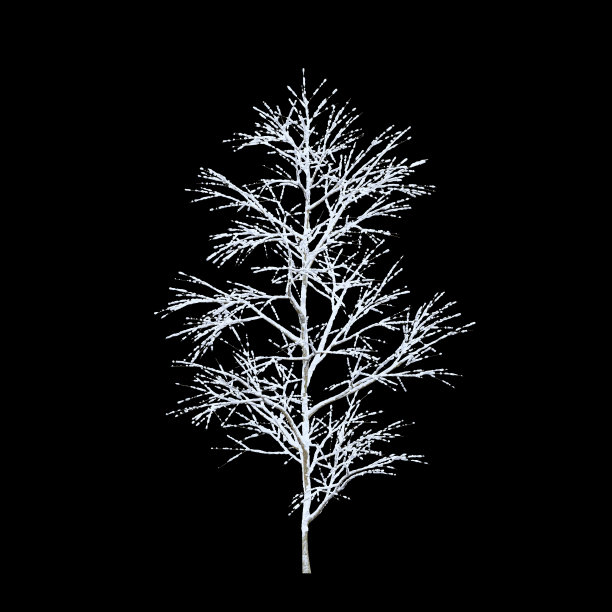 白雪覆盖的树在黑色的背景和修剪路径图片下载