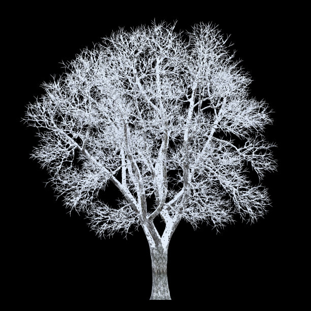 白雪覆盖的树在黑色的背景和修剪路径图片下载