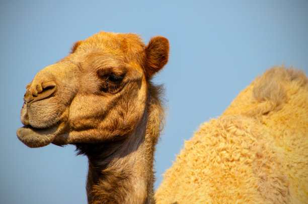 蓝色背景上的非洲骆驼的特写图片下载
