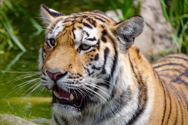 不安分的老虎在寻找猎物图片下载