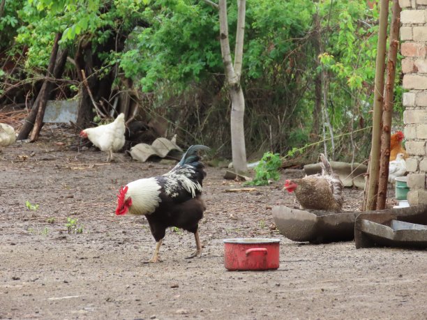 在养鸡场图片下载