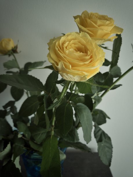 瓶子里的黄色玫瑰图片下载