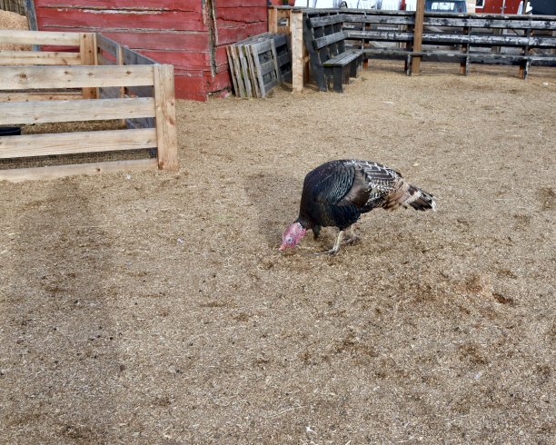 感恩节图片下载