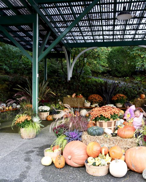 感恩节图片下载