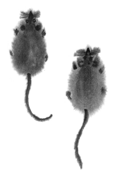 老鼠，大鼠，黑白墨画的形象。老鼠是2020年的象征。东方，中国，日本风格。墨水的图形。素材图片