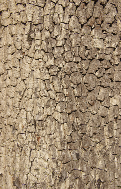 真树老木纹理。木材背景与棕色绿色结构。自然森林乡村照片图片下载