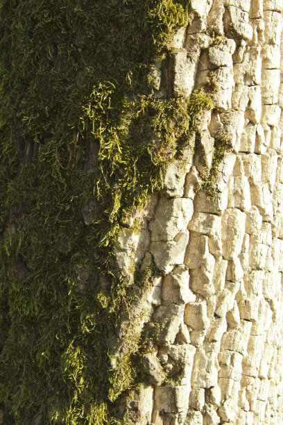 真树老木纹理。木材背景与棕色绿色结构。自然森林乡村照片图片下载
