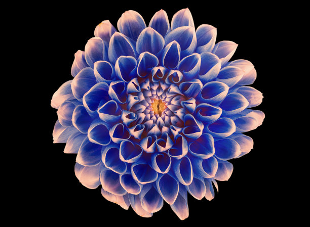 黑色背景上的花朵。特写镜头。大自然。图片下载