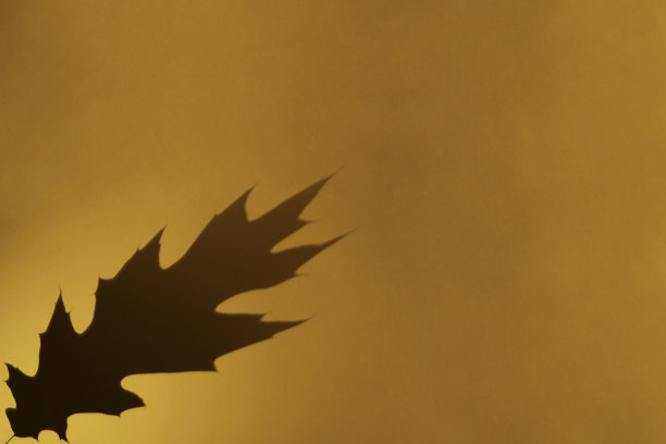 橡木叶灰色阴影在橙色背景。平铺，俯视图，拷贝空间。最小的秋天，万圣节的概念。叠加效果的照片。图片下载