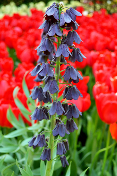 深紫色风铃草属植物图片下载