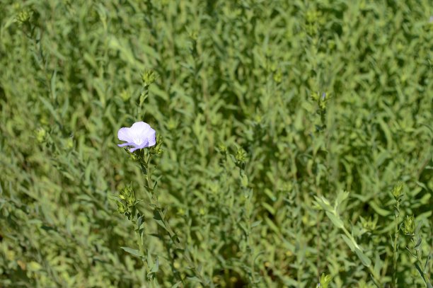 有蓝色花的亚麻图片下载