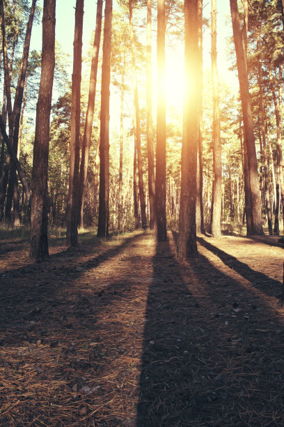 秋天的森林背景，黄叶，落叶图片下载