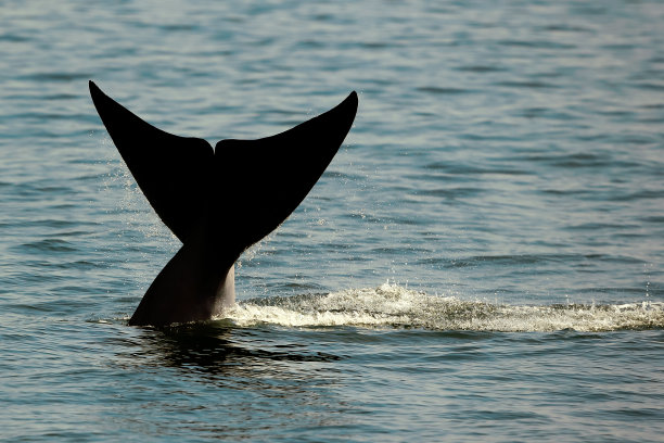在水花中拍打尾巴的鲸。选择焦点与复制空间。泰国湾海。图片下载