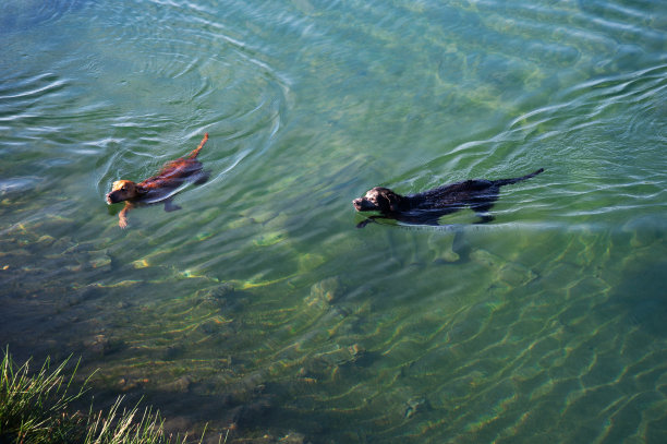 两只棕色和黑色的狗游泳在清澈干净的蓝绿色的自然水湖泊休闲活动图片下载