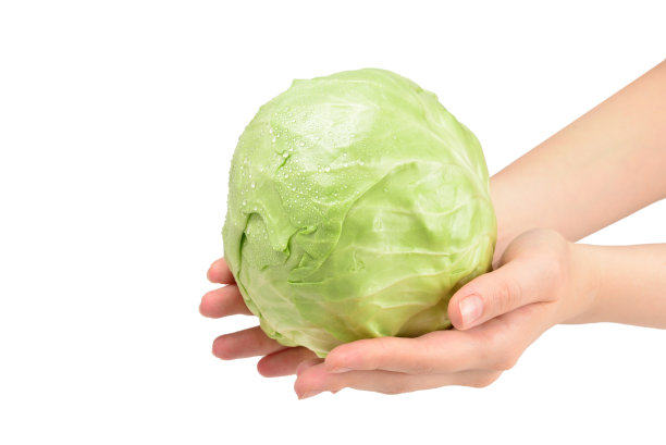 卷心菜在女人的手孤立在白色的背景。图片下载