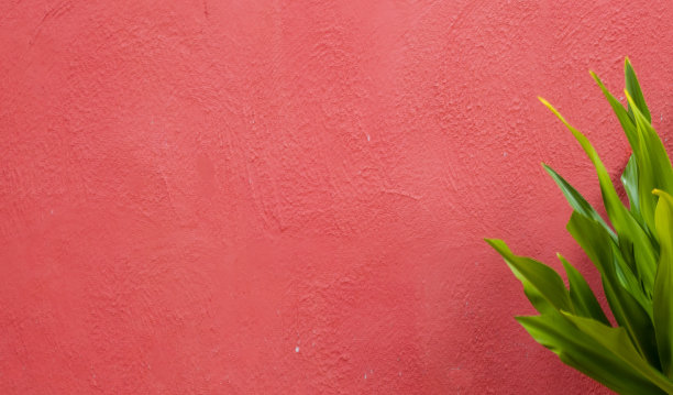 粉红色灰泥乡村墙纹理背景与绿叶图片下载