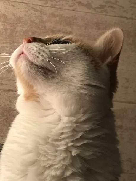 橙色和黑色的猫图片下载