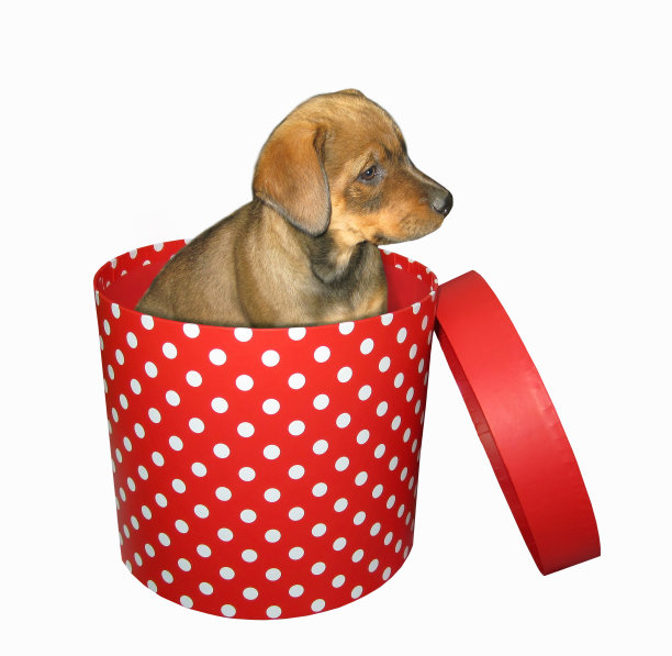 红色礼品盒里的小狗图片下载