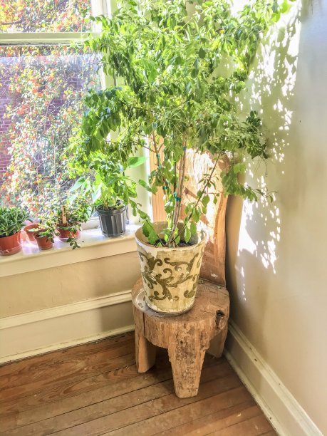 绿橙树在一个涡纹花盆坐在一个圆木桩的椅子上图片下载