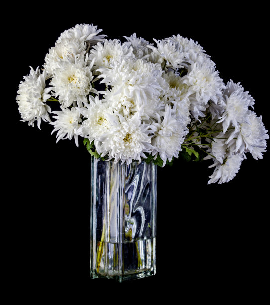 白色的菊花图片下载