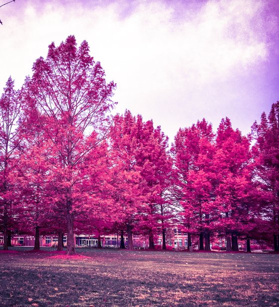 秋天的美图片下载