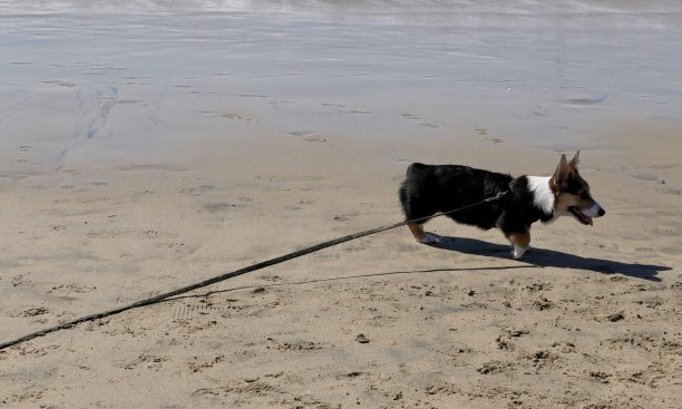 威尔士矮脚狗海滩的一天图片下载