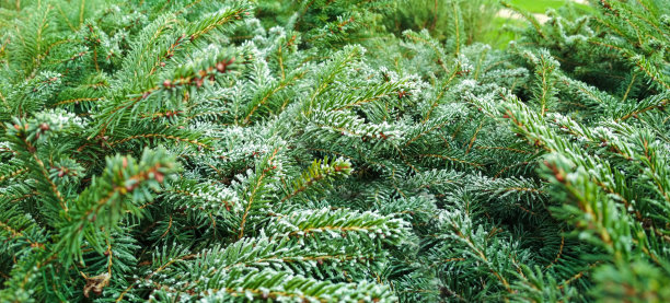 圣诞树在雪的背景。冷杉树枝被雪覆盖，特写。有选择性的重点。图片下载