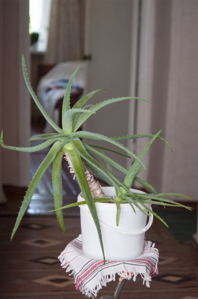 树芦荟植物在vintage室内图片下载